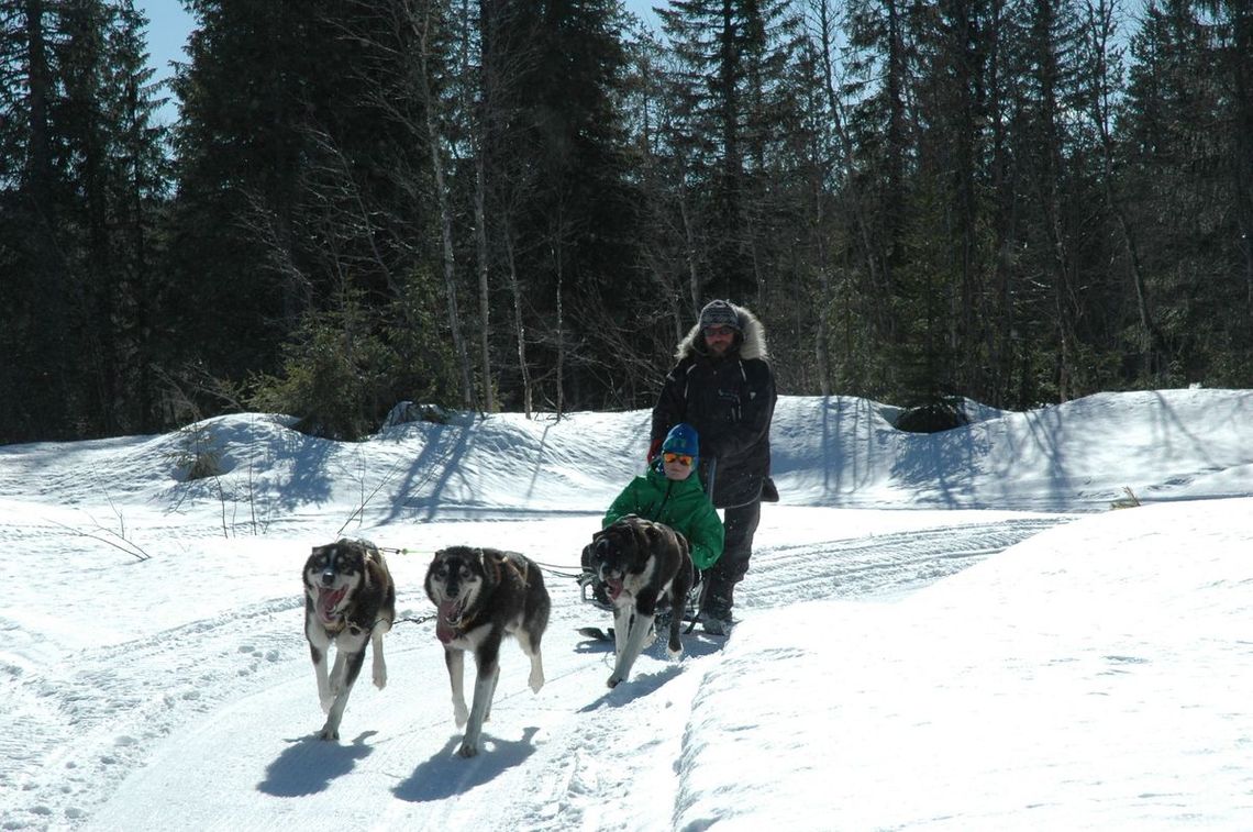 Biski Unique i bruk som hundeslede